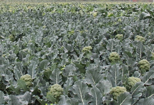 ���m����ι�����ˮ�����m���Ĺ������ɣ�