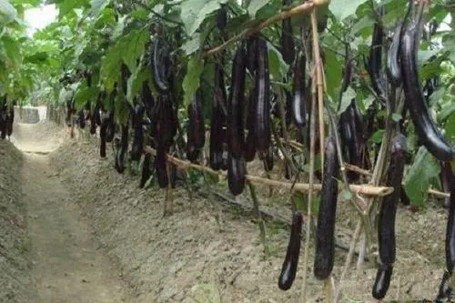 �������ʩ�������ӵ�ʩ�ʷ�����ʲô��