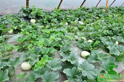 ���������ηNֲ��ԓע����Щ���}��