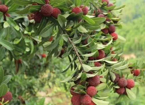 ��÷�軨���ԭ����ʲô������Щ������