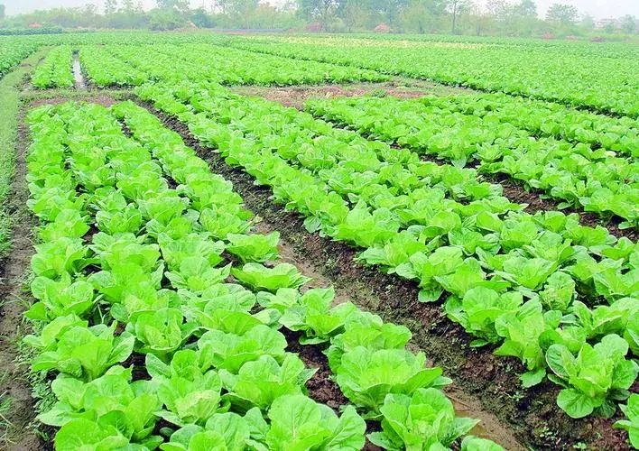 �ײ����ʩ�ʣ��Nֲ�ײ�ʩ�ʷ�����ʲô��