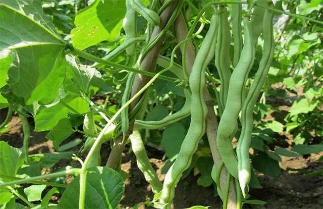 �������������ʲô��������ôʩ�ʲ�����߮a(ch��n)����