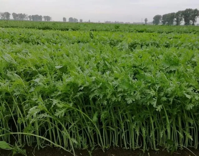 �������ʩ�ʣ�����ĸ߮aʩ�ʼ��g��ʲô��