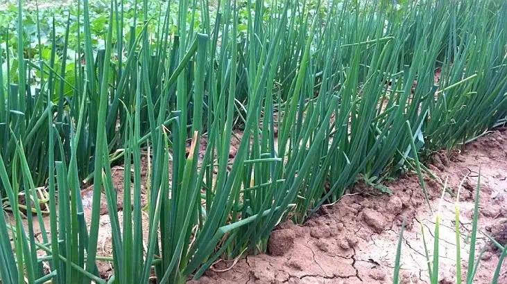 ���[�Nֲ��������c��ʲô��