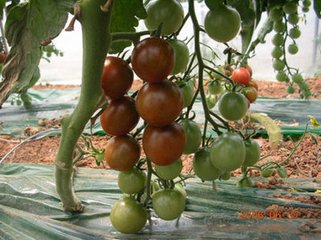 �߲�ʩ���^���׵���������