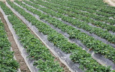 ��ݮ���ԑ��x��������ʩ����