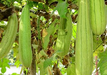 �z�����ʩ�ʣ��z�ϵĸ߮aʩ�ʼ��g