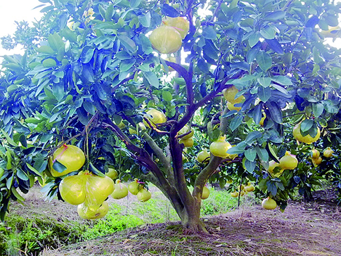 ���ֲɹ����ʩ�ʹ���