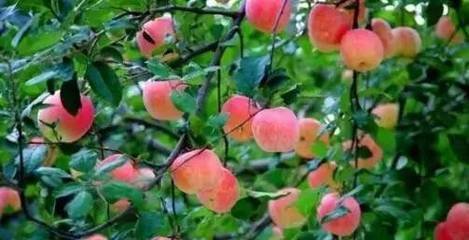 �O���ЙC(j��)��������ʼ��g(sh��)����