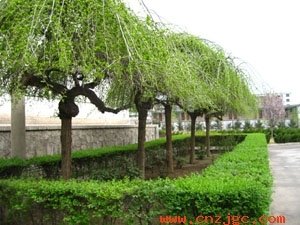 �@�֘�ľʩ�ʼ��g