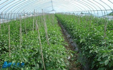 ��ѩ������߲����ʩ�ʣ�