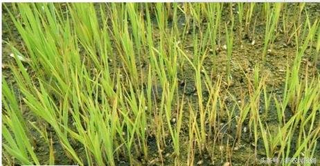 ʩ�ʲ��ƌW�����σ�(n��i)�ĠI�B(y��ng)Ԫ��Ҳ������ܡ�