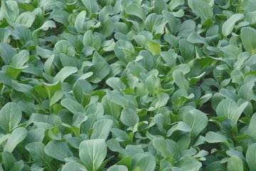 �Ͳ˷�������ôʩ�ʣ�