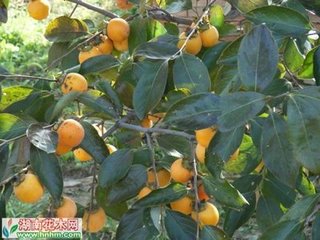 ����ɹ����ʩ�ʹ���