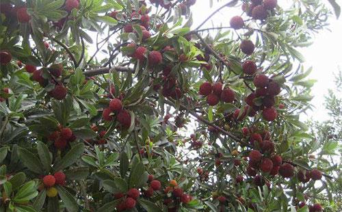 ��÷��ɹ�����ôʩ�ʣ�