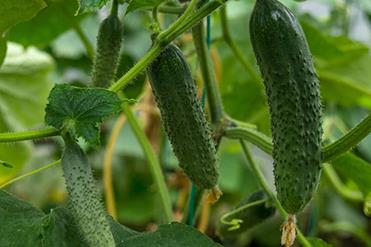 �S��ʩ���~�����Ҫע��ʲô��