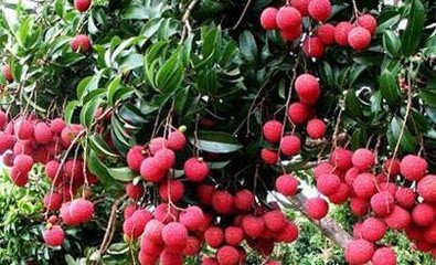 ��֦��ôʩ�ʣ�