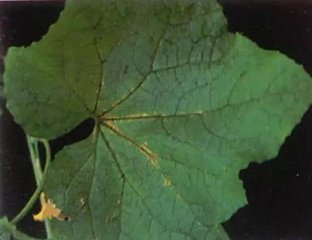 �����߲�ʩ���^��������������