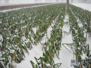 �´�ѩ����С��׷�ʺÕr�C��������ѩǰʩ߀��ѩ��ʩЧ���ã�