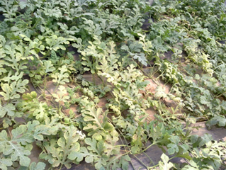 ���ʩ�ʷ��������ز粡����