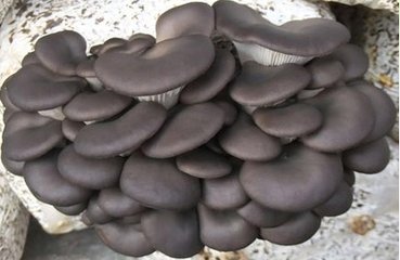 ʳ�þ�׷�ʼ���