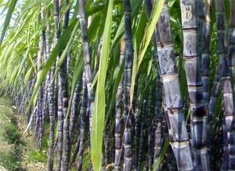 ��������Ҏ���cʩ�ʼ��g