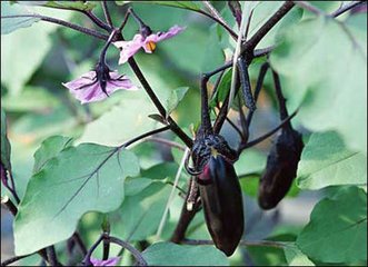 ���ӽY(ji��)����ʩ�ʵķ�����ע�����(xi��ng)