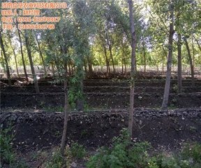 �r���@�N����ļS���ЙC�|�����ǳ�����δ���^��Ҫ����