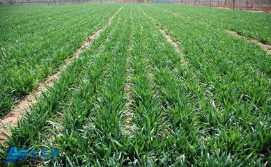 �A��ƽԭ��С���ƌWʩ�ʼ��g