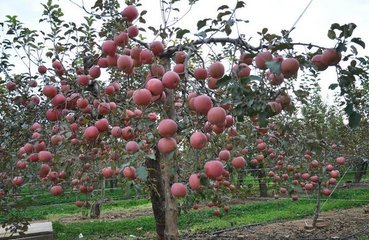 ���䴺��׷�ʱܷʺ�