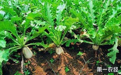 ���}��������c�cʩ�ʼ��g