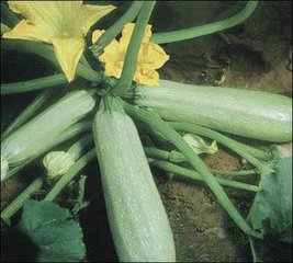 �����J����ʩ�ʼ��g