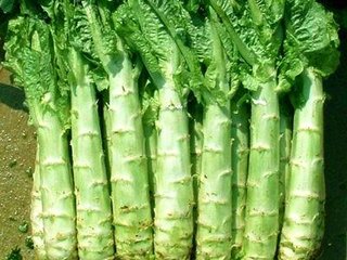 �n�S��ôʩ�ʲ��ܸ߮a(ch��n)��