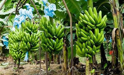 �㽶�߮a(ch��n)ʩ�ʼ��g