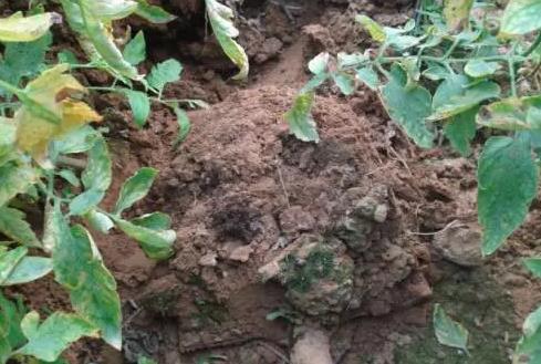 �ʺ����������^�����ǿɲ�һ���ѣ�