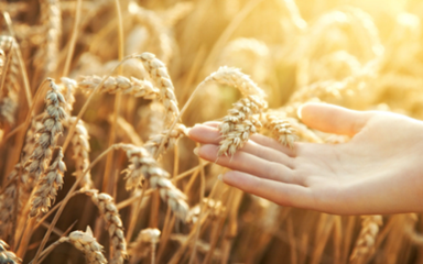 �p����Ч�ļ��g����Щ�����׺�С�����߲˹�����Μp����Ч