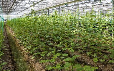 �S�Ϸʺ���Ҋ(ji��n)�ķN�(l��i)����Щ��