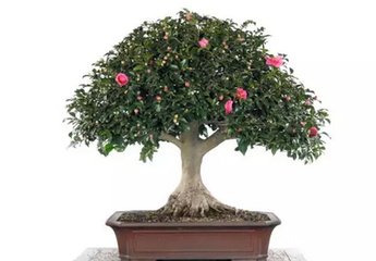 �辰ֲ��ʩ�ʷ���