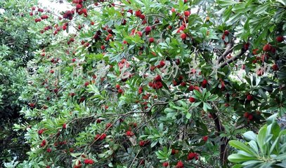 ��÷�߮aʩ�ʼ��g