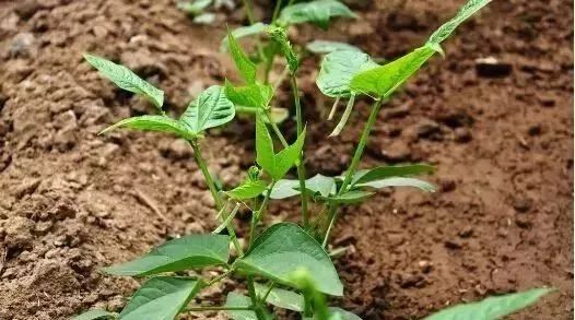 �����߲˹�����Ҫ���á���������