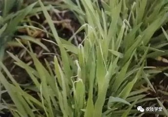 С��΢��Ԫ��ȱ���кΰY��