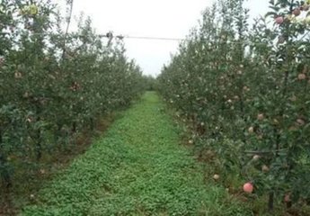 ��������׷����α���ʺ���