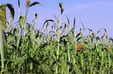 ����ʩ�ʼ��g