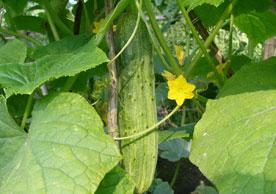 �S��ȱ�}�Y���cʩ�ʼ��g