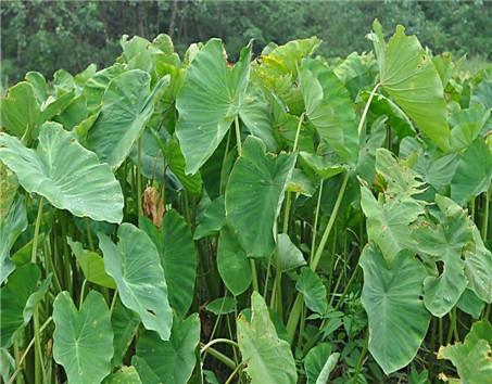 ʩ���~��ʵĺ�̎