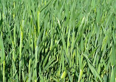 С���ι�����ôʩ�õ��ʣ�С��ʩ�õ��ʼ��g