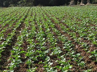 �Ͳ������� ʩ��������