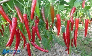 С�⽷���ʩ�ʝ�ˮ��С�⽷ʩ�ʝ�ˮ����