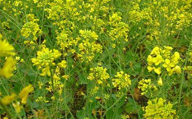 �Ͳ����ʩ�ʲ��ܸ߮a���Ͳ�ʩ�ʼ���