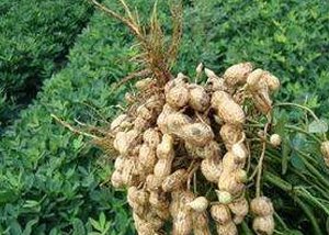 �������ʩ�ʴٸ߮a��������ʩ��Ҫ�c